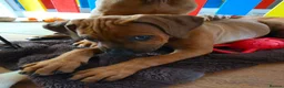 Rhodesian Ridgeback dogs for sale: KC Registered Rhodesian Ridgeback Puppies - Advert 24