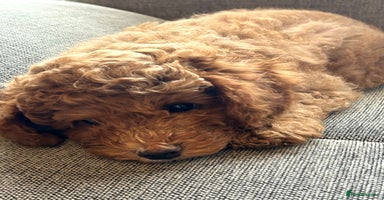 Cavapoo dogs - Advert 6