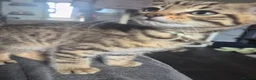 Mixed Breed cats for sale: Bengal × tabby kittens  in Rotherham - Advert 9