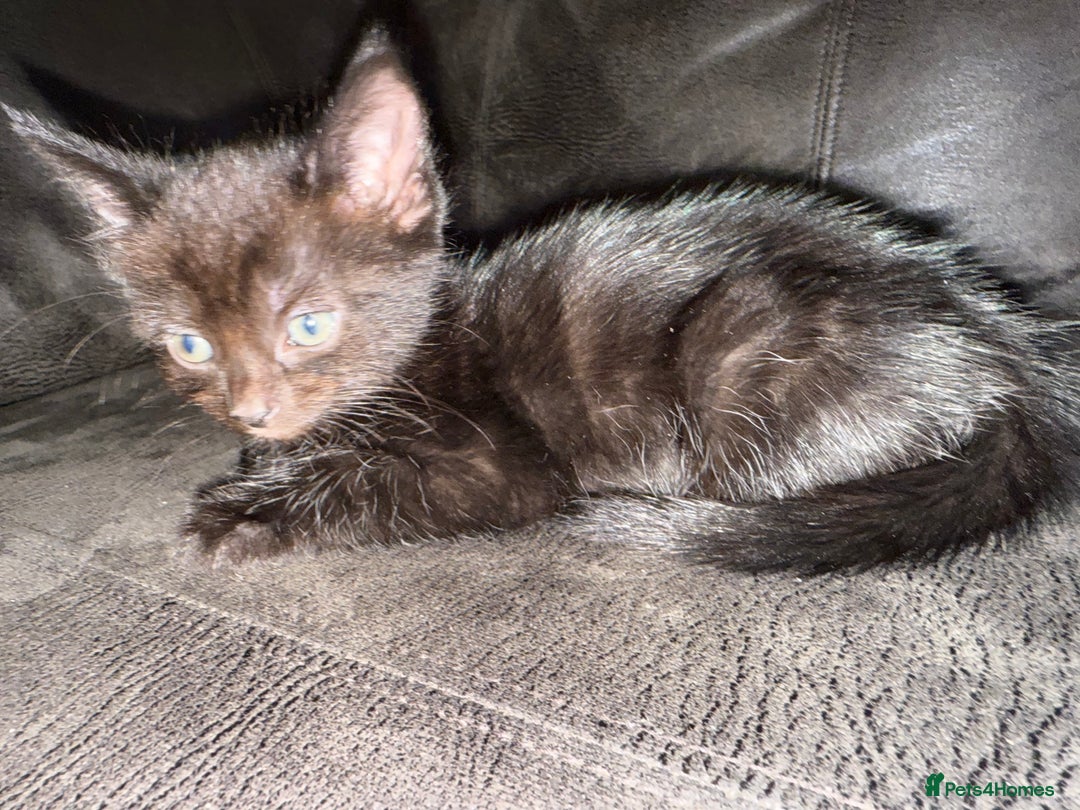 Bengal cats for sale: Kittens - Image 10
