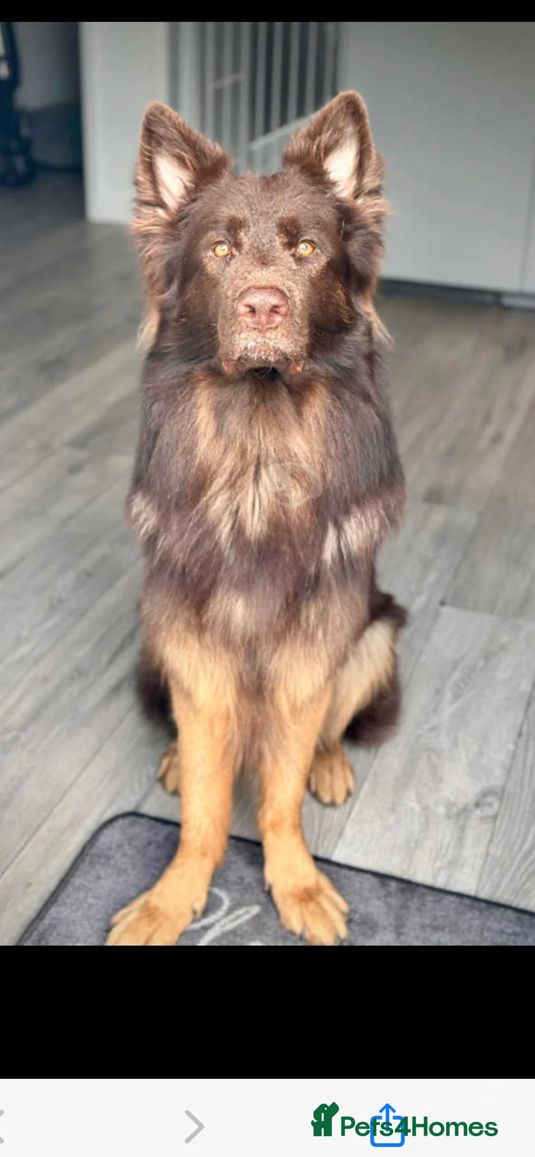 German Shepherd dogs for sale: German shepherd puppies ready now  in Sheffield - Advert 23