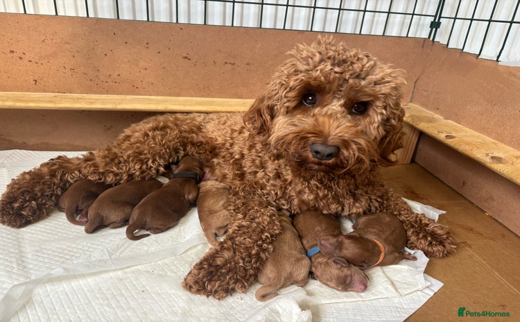 Cockapoo dogs - Advert 14