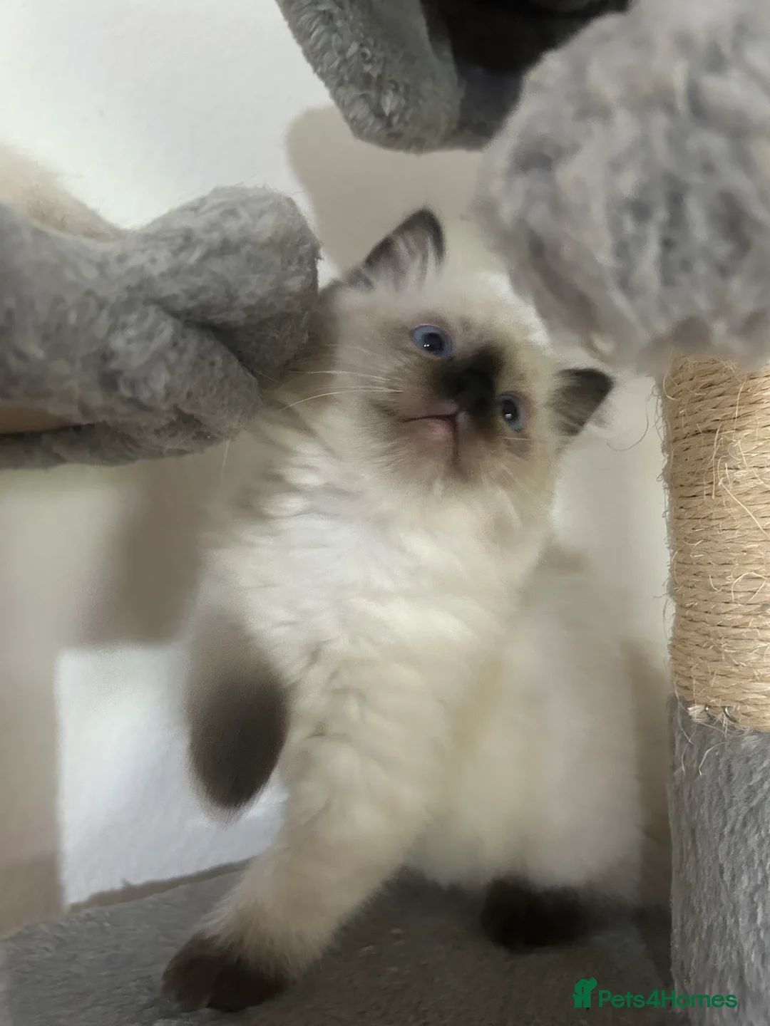 Ragdoll cats for sale: Kittens Ragdoll - Advert 2