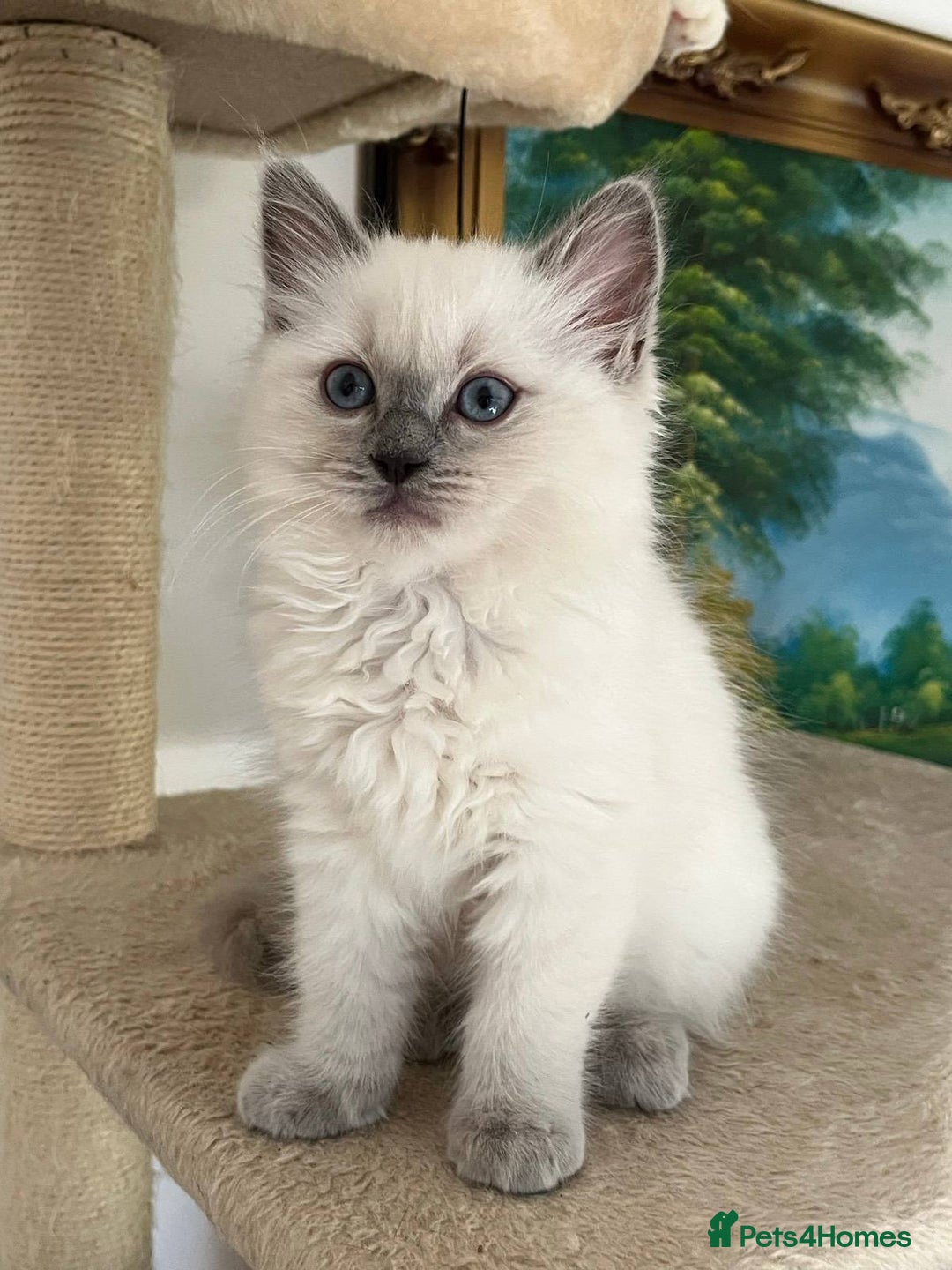 Ragdoll cats for sale: PURE BREED RAGDOLLS 2 LEFT!  - Advert 2