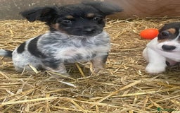 Jack Russell dogs for sale: Jack Russell puppies - Image 16
