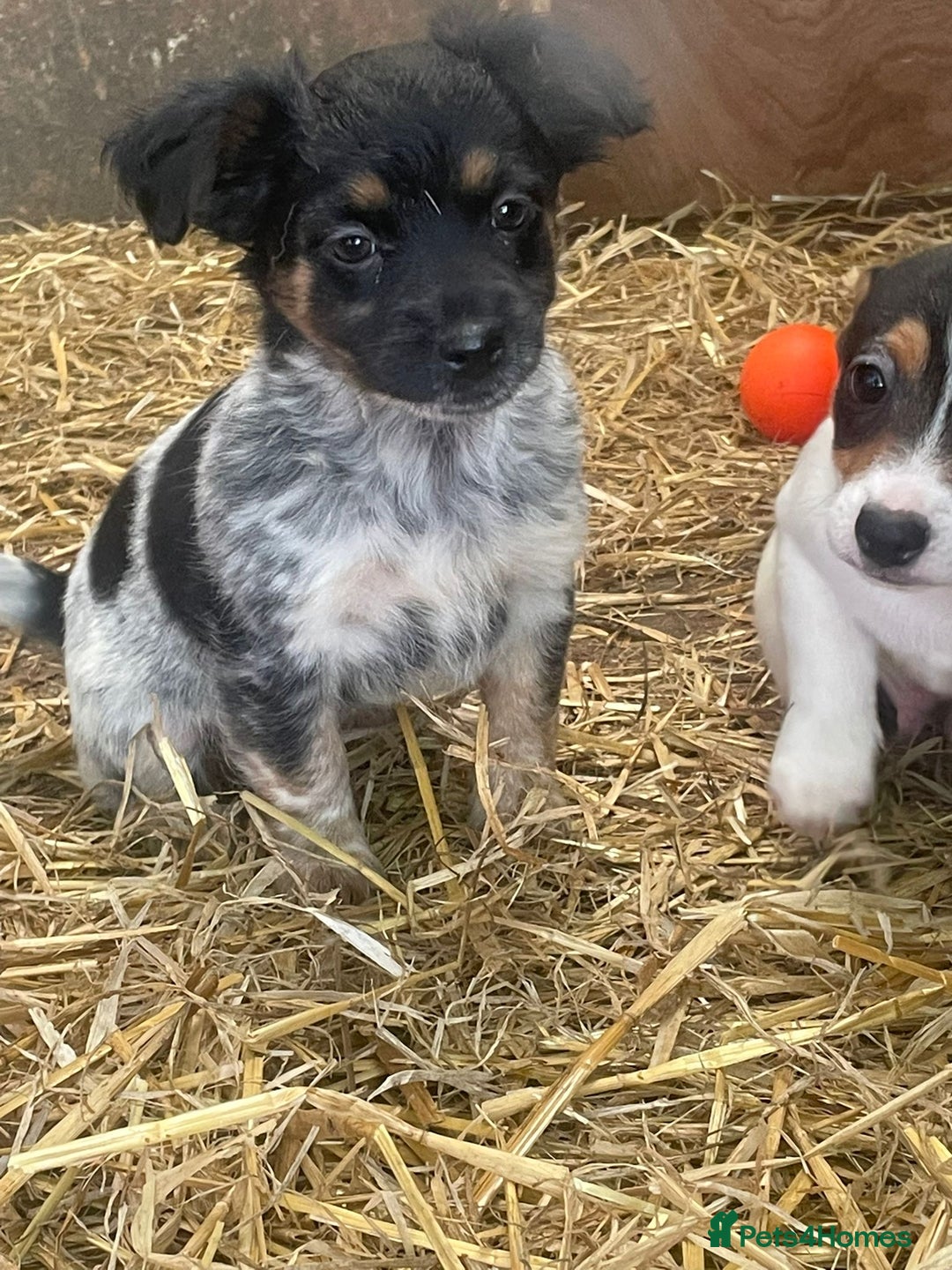 Jack Russell dogs for sale: Jack Russell puppies - Image 16