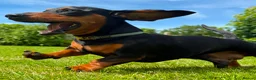 Miniature Dachshund dogs for stud: Beautiful KC registered Mini Dachshund.  in Deeside - Advert 2