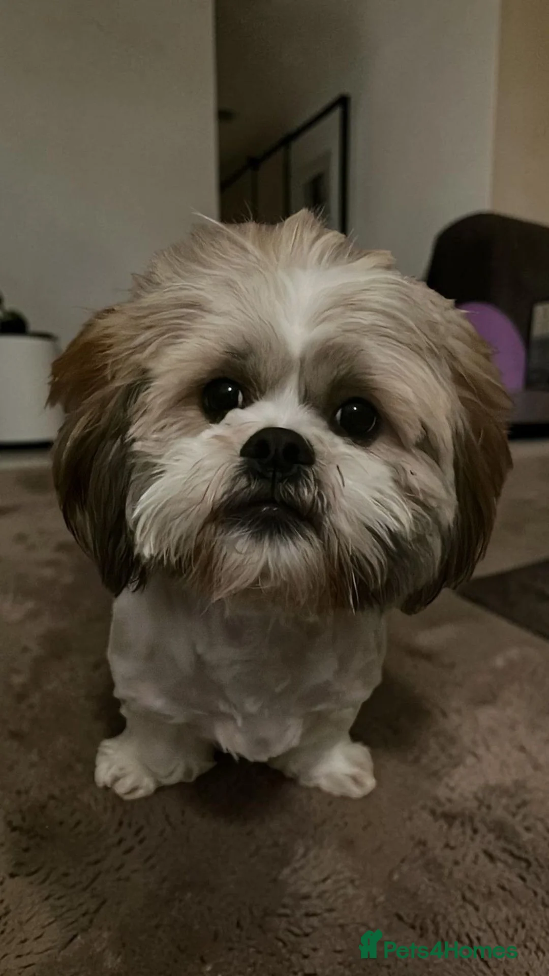 Lhasa Apso dogs for stud: Alphi in London - Advert 2