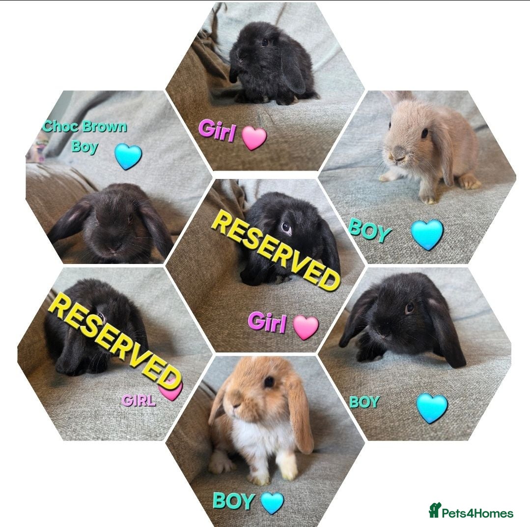 Mini Lop rabbits VERY TAME Mini lop baby bunnies ready to leave now - Advert 1