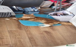 Maine Coon cats for sale: Bob The Cat 🐱 Maine Coon for sale! - Image 8