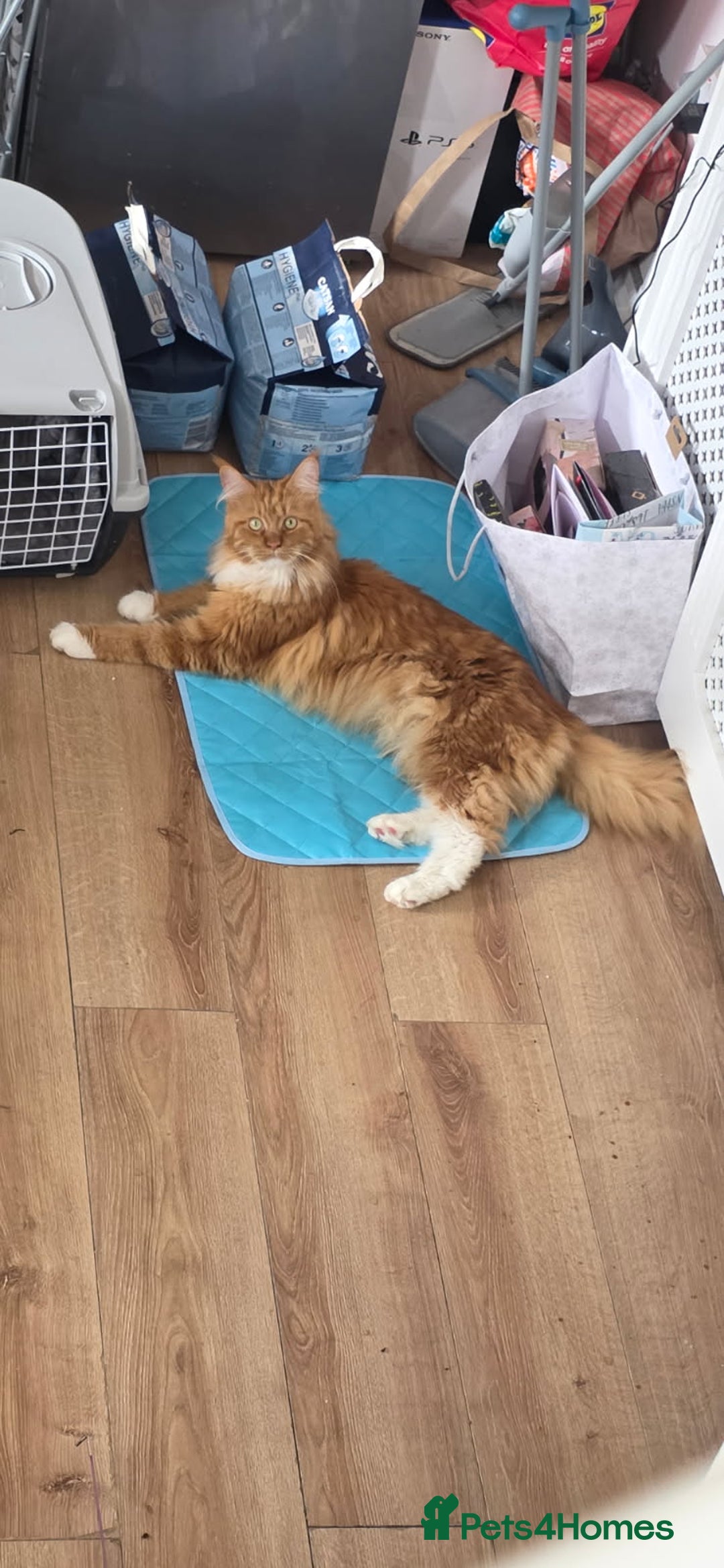 Maine Coon cats for sale: Bob The Cat 🐱 Maine Coon for sale! - Image 8