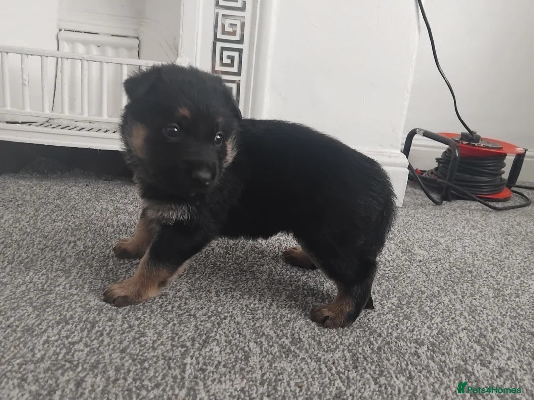 German Shepherd dogs for sale: German shepherd Puppies - Advert 10