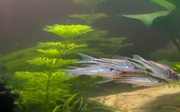 Corys fish for sale: 8 x Dwarf Corys (Nanus) - Image 2