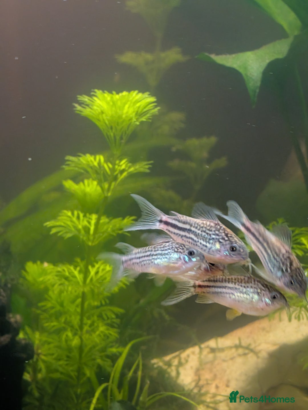 Corys fish for sale: 8 x Dwarf Corys (Nanus) - Image 2