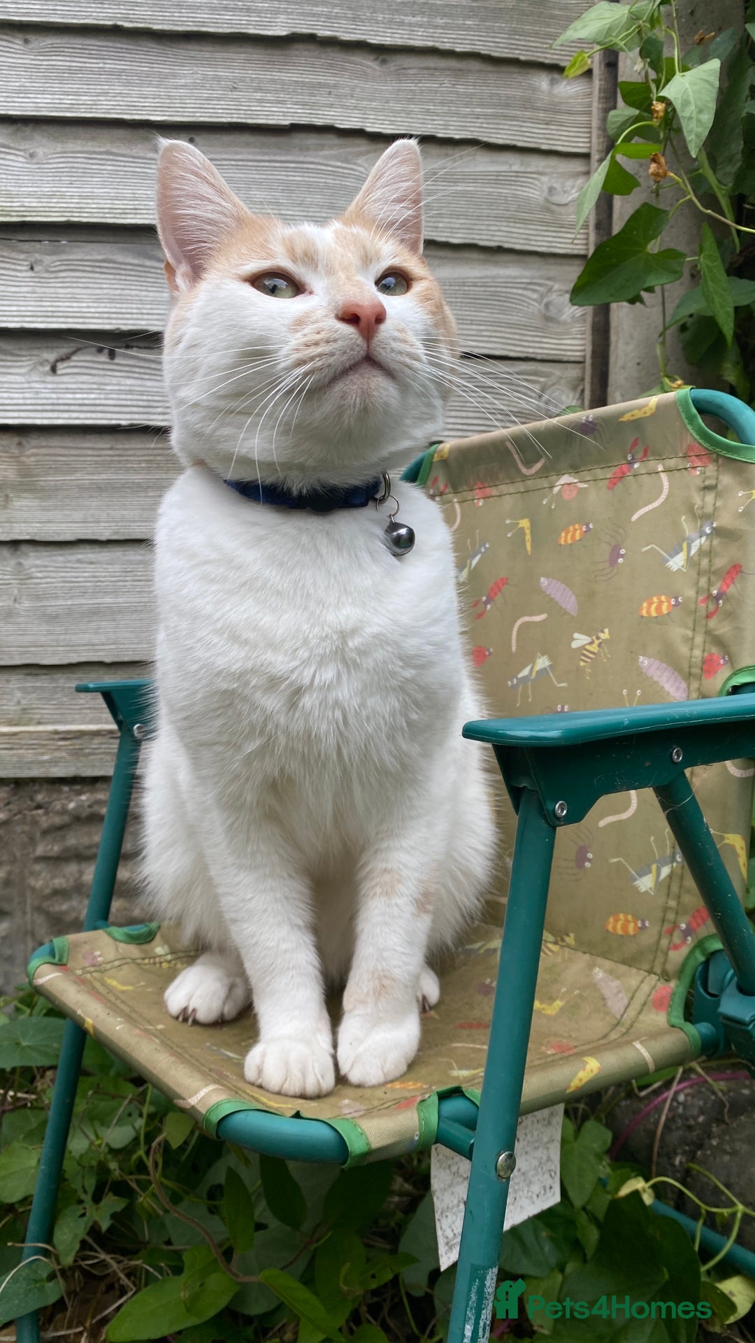 Mixed Breed cats for sale: Ginger cat - Moro - Image 6