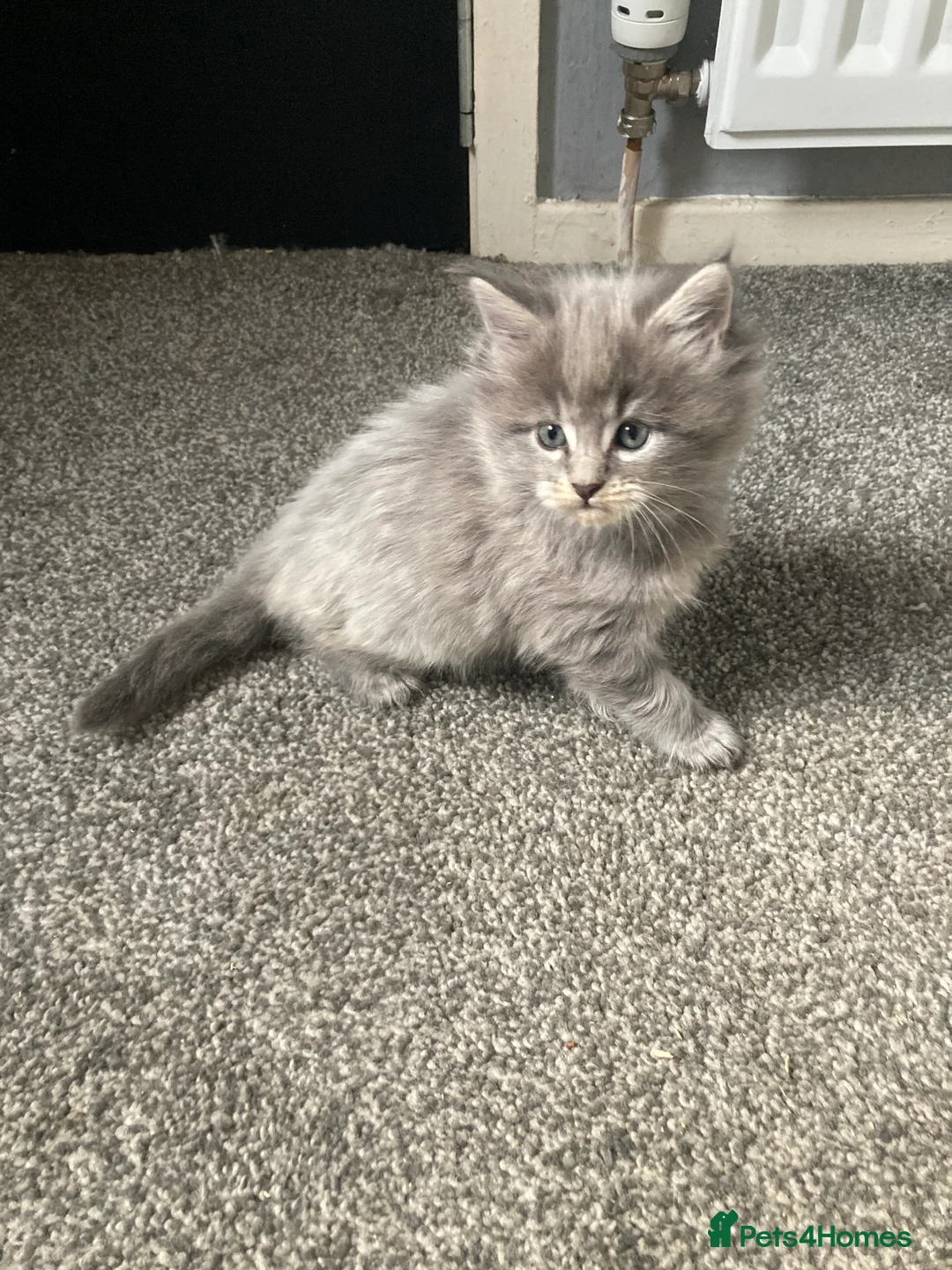 Maine Coon cats for sale: Maine Coon kittens - Advert 5