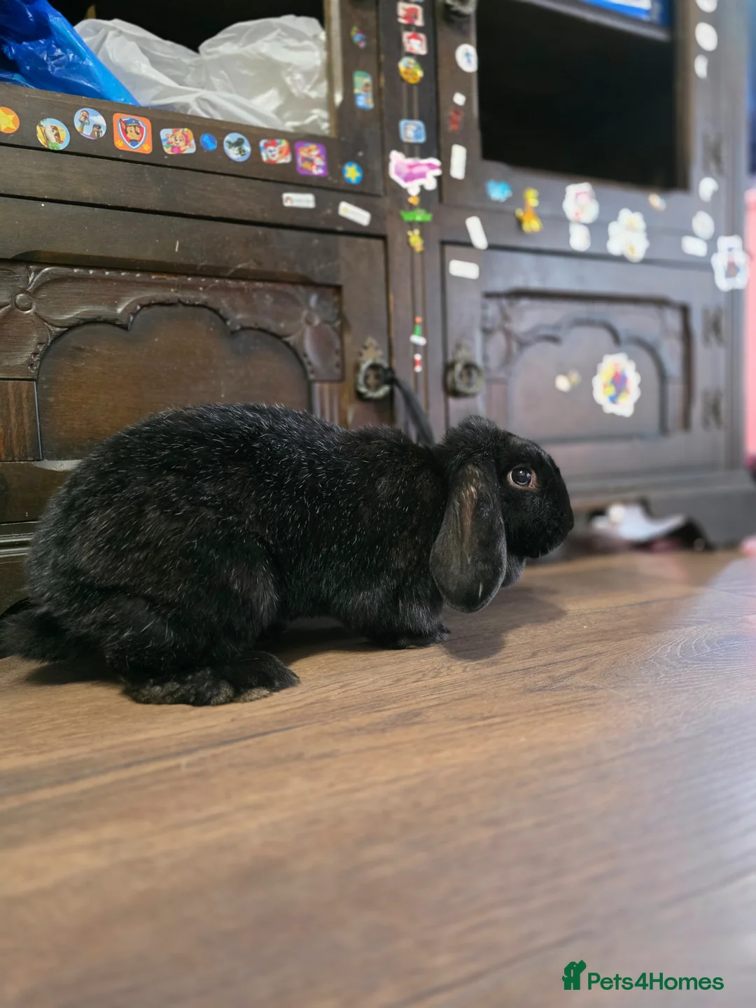 Mixed Breed rabbits for sale: Rabbits for rehoming - Advert 2