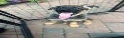 German Shepherd dogs for sale: Dutch shepherd x German shepherd puppies for sale - Advert 6