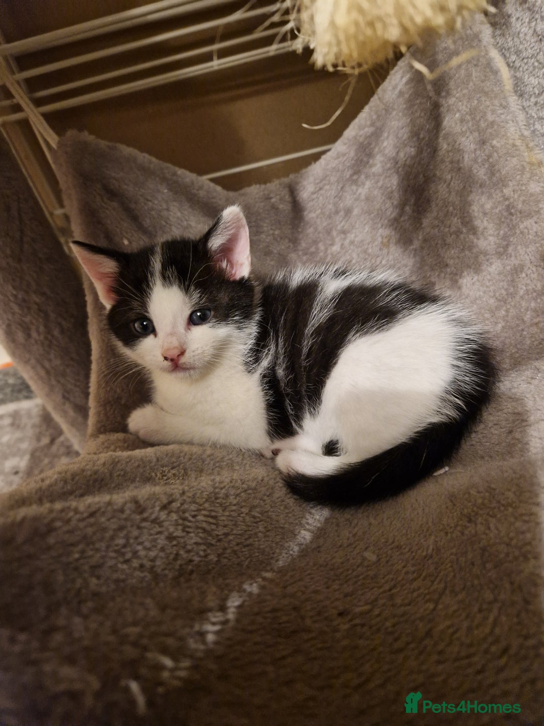 Mixed Breed cats for sale: Playful kittens looking for their furever homes  - Advert 16