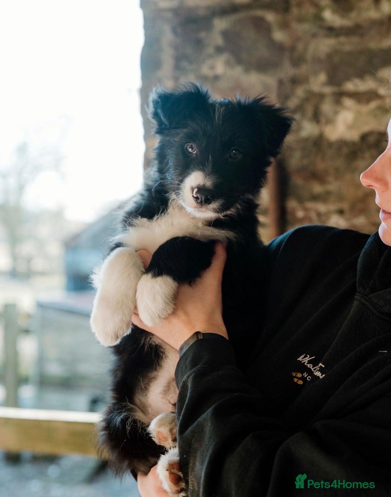 Mixed Breed dogs for sale: Bearded x Border Puppy - Advert 11