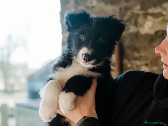 Mixed Breed dogs for sale: Bearded x Border Puppy - Advert 8