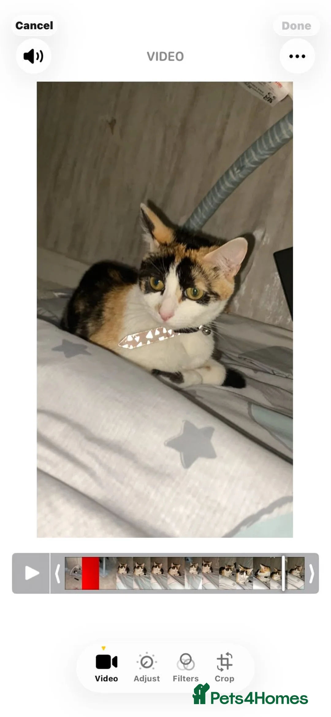 Mixed Breed cats for sale: 💙 2 Left price reduced 💙  - Advert 1