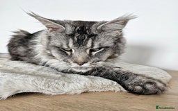 Maine Coon cats for sale:   Maine Coon kittens looking for loving homes - Image 9