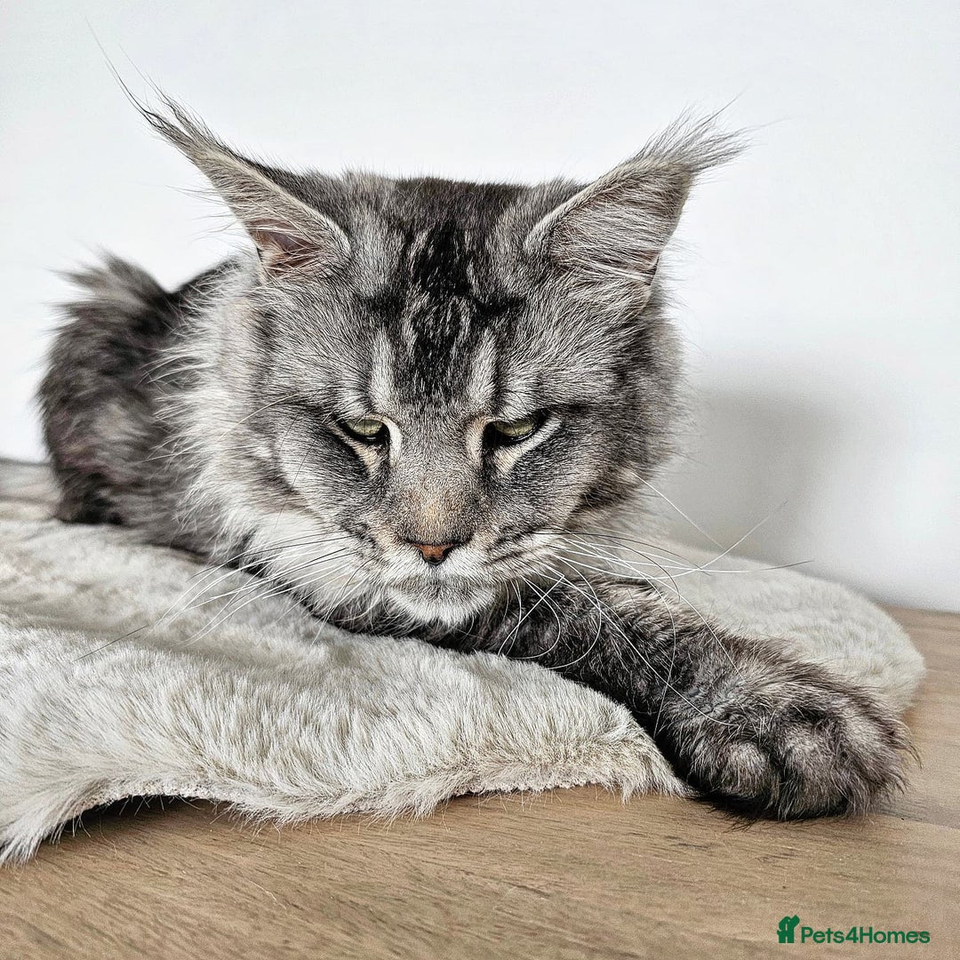 Maine Coon cats for sale:   Maine Coon kittens looking for loving homes - Image 9