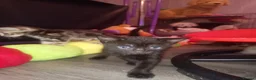 Mixed Breed cats for sale: 1 black boy and 4 girl tabby cats - Advert 9