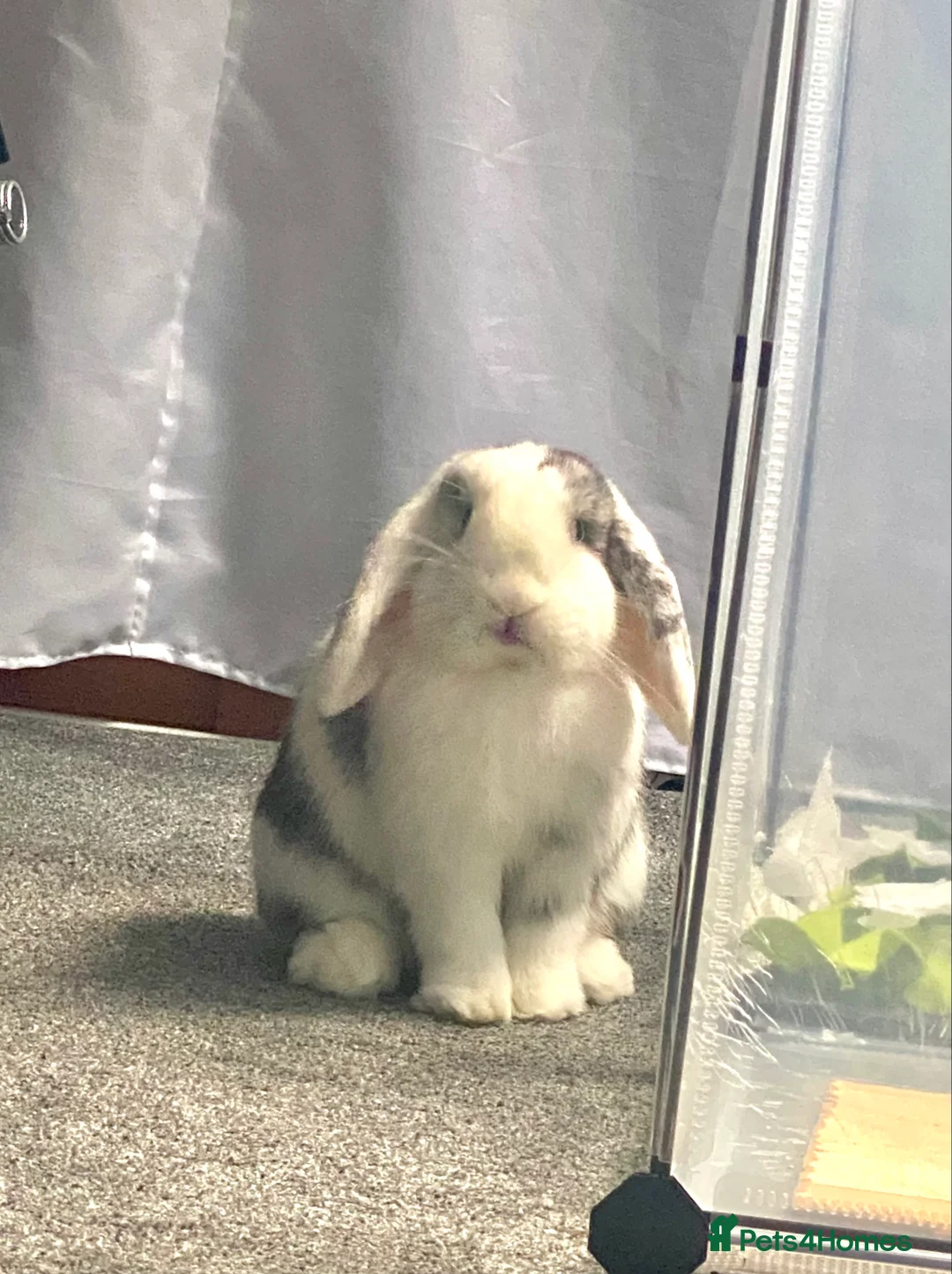 Mini Lop rabbits for sale: Gorgeous male Mini Lop - Advert 1