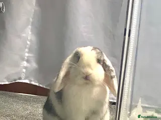 Mini Lop rabbits Gorgeous male Mini Lop - Advert 1