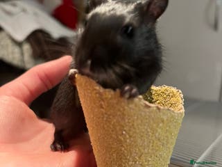 Gerbil rodents Two Male Gerbils - Advert 6