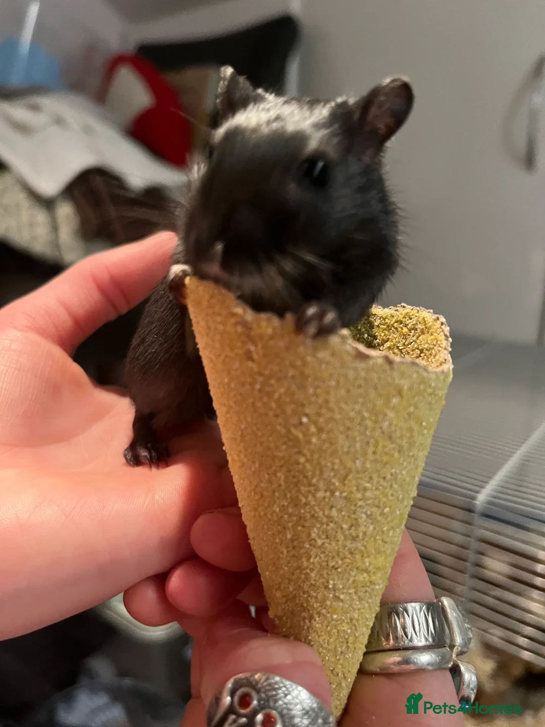 Gerbil rodents for sale: Two Male Gerbils - Advert 1