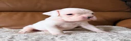 Boxer dogs for sale: Kc Red&White Boxer puppies health tested parents  - Advert 8