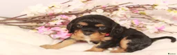 Cavalier King Charles Spaniel dogs for sale: Beautiful stunning  ckcs health care tested  - Advert 7