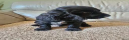 Sprocker dogs for sale: 9week old sprocker/cocker boy puppy for sale in Torquay - Advert 3