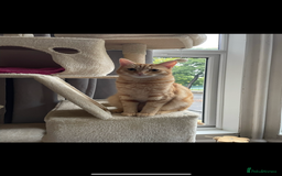 Mixed Breed cats for sale: 2 male ginger and white tabby female for adoption - Image 2