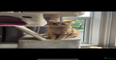 Mixed Breed cats - Advert 12