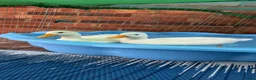 Ducks poultry for sale: 2 male call ducks  - Advert 3