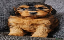 Cockapoo dogs for sale: Stunning Quality F1 Chocolate sable Cockapoo pups - Image 1