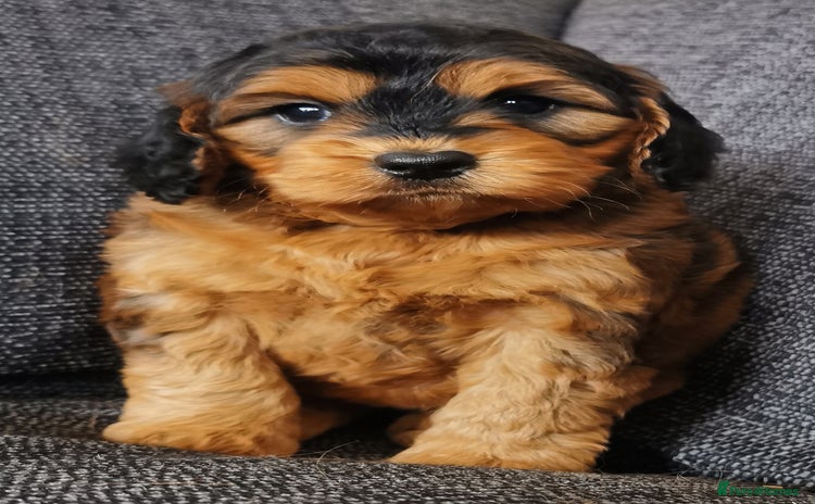 Cockapoo dogs - Advert 1