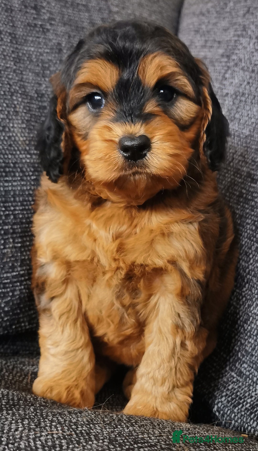 Cockapoo dogs for sale: Stunning Quality F1 Chocolate sable Cockapoo pups - Image 1