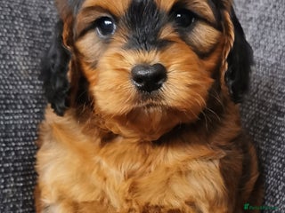 Cockapoo dogs - Advert 19