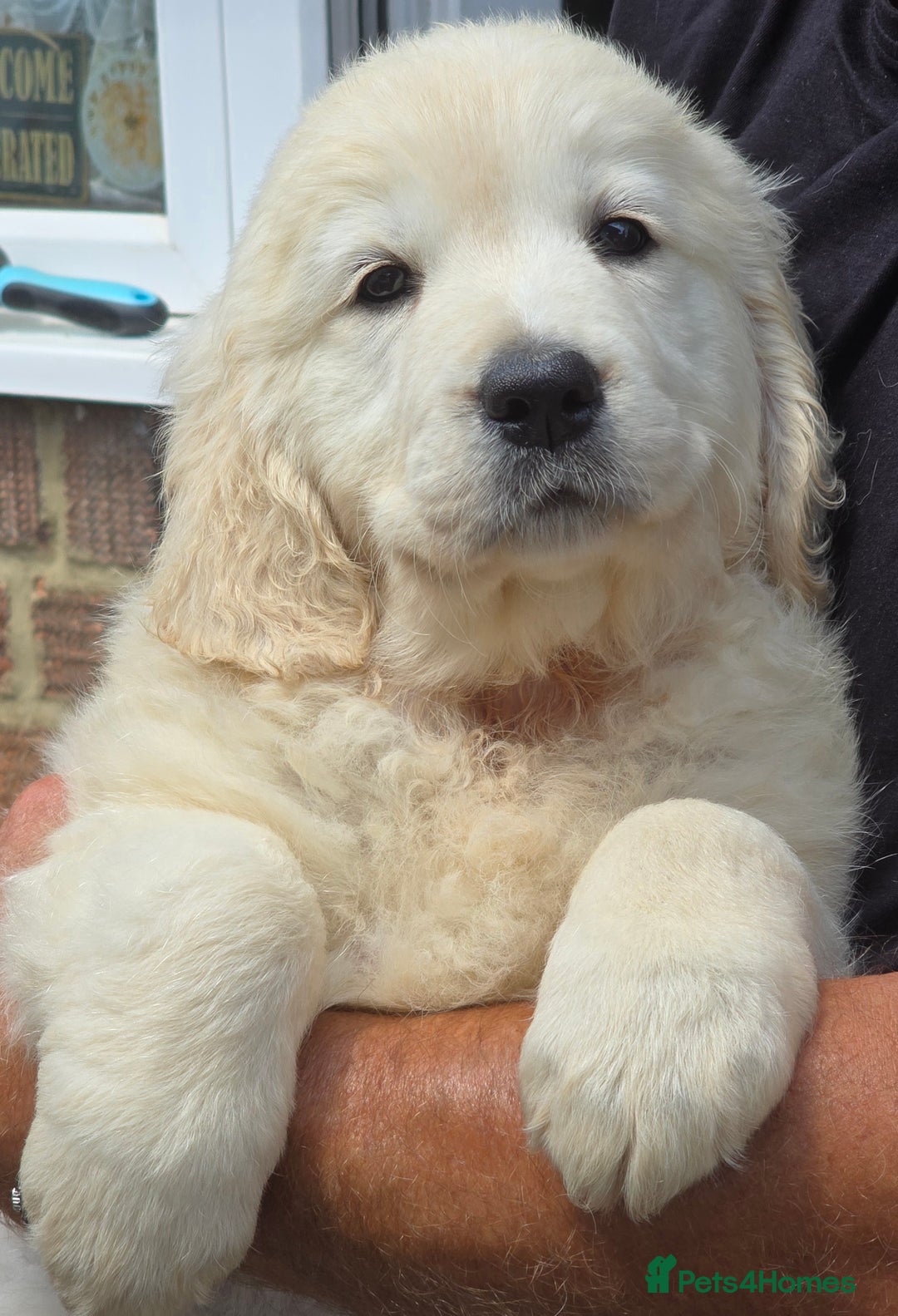 Golden Retriever dogs for sale: Outstanding KC cream golden Retriever puppies in Boston - Image 21