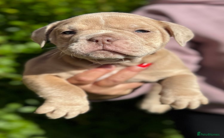 Olde English Bulldogge dogs - Advert 1