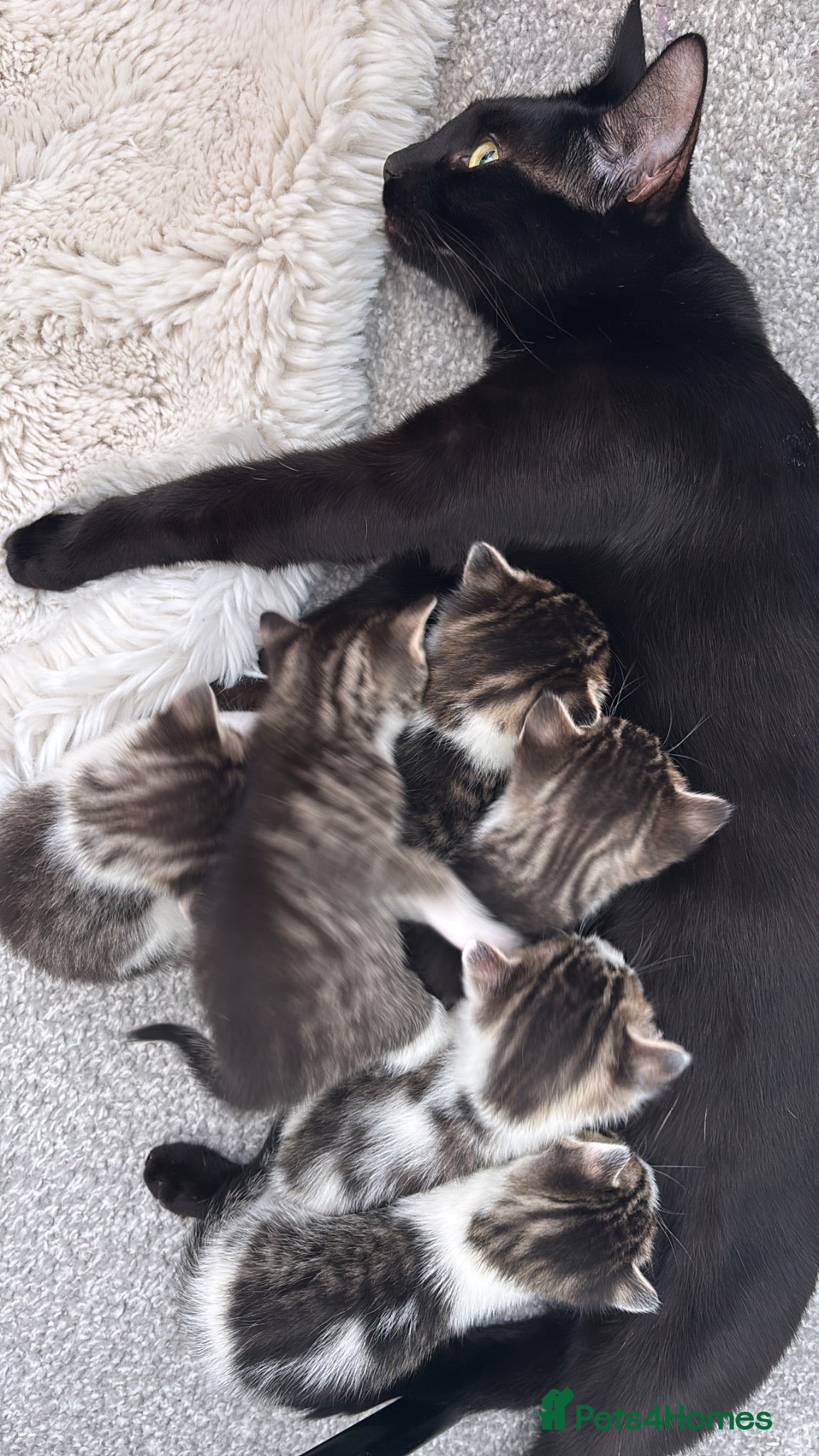 Mixed Breed cats Kittens for sale  - Advert 4