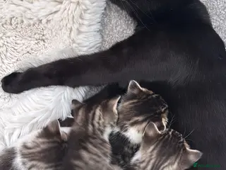 Mixed Breed cats Kittens for sale - Advert 1