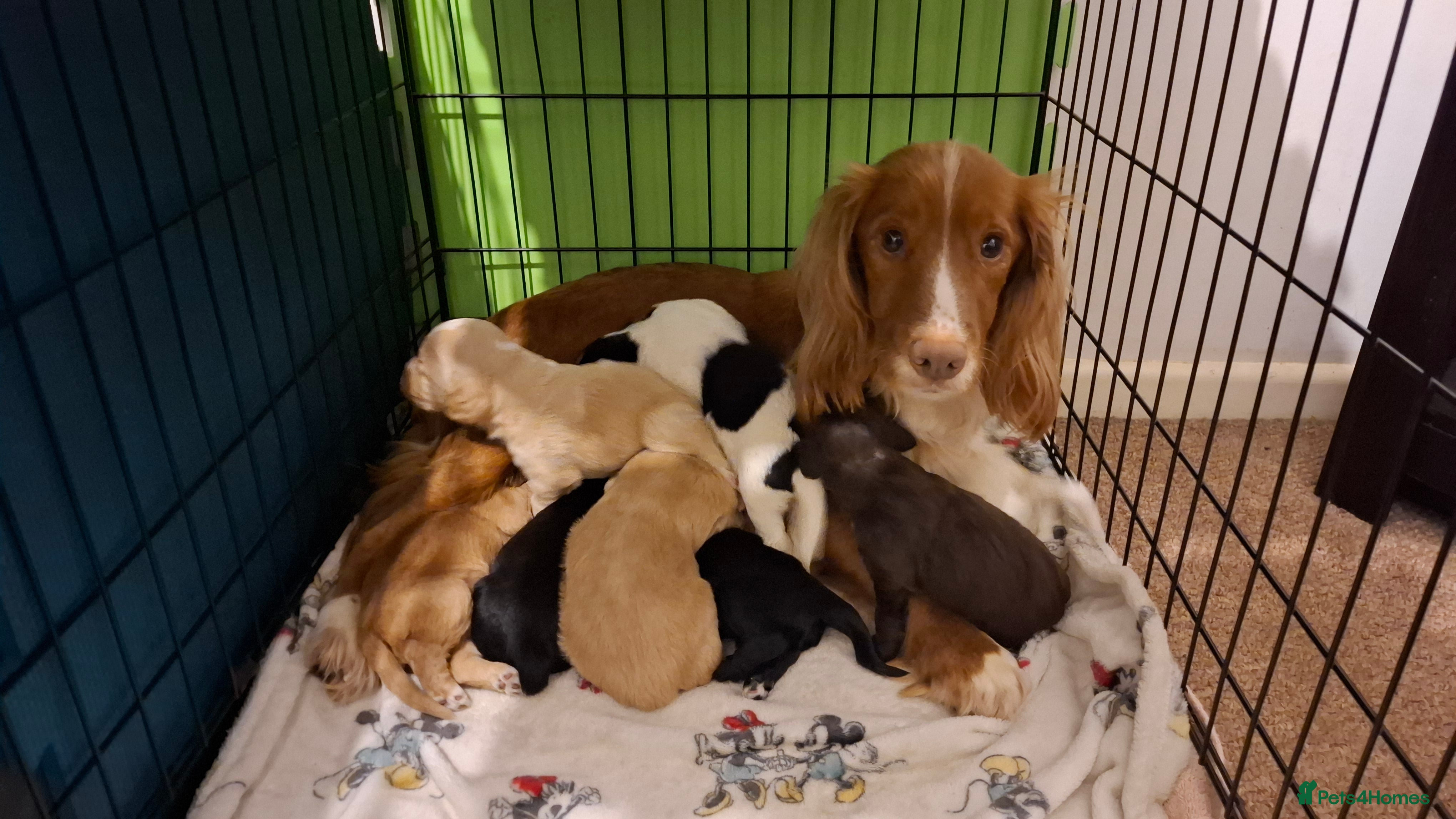 Cocker Spaniel dogs Beautiful working cocker spaniel puppies for sale - Advert 2