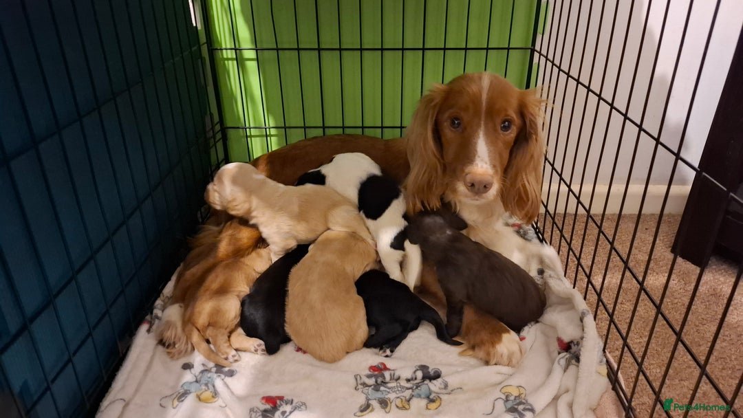 Cocker Spaniel dogs for sale: Beautiful working cocker spaniel puppies for sale - Advert 1