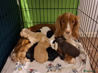 Cocker Spaniel dogs Beautiful working cocker spaniel puppies for sale - Advert 12